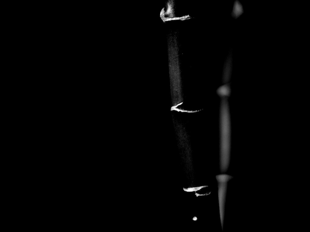 Макро фото стебля бамбука обои