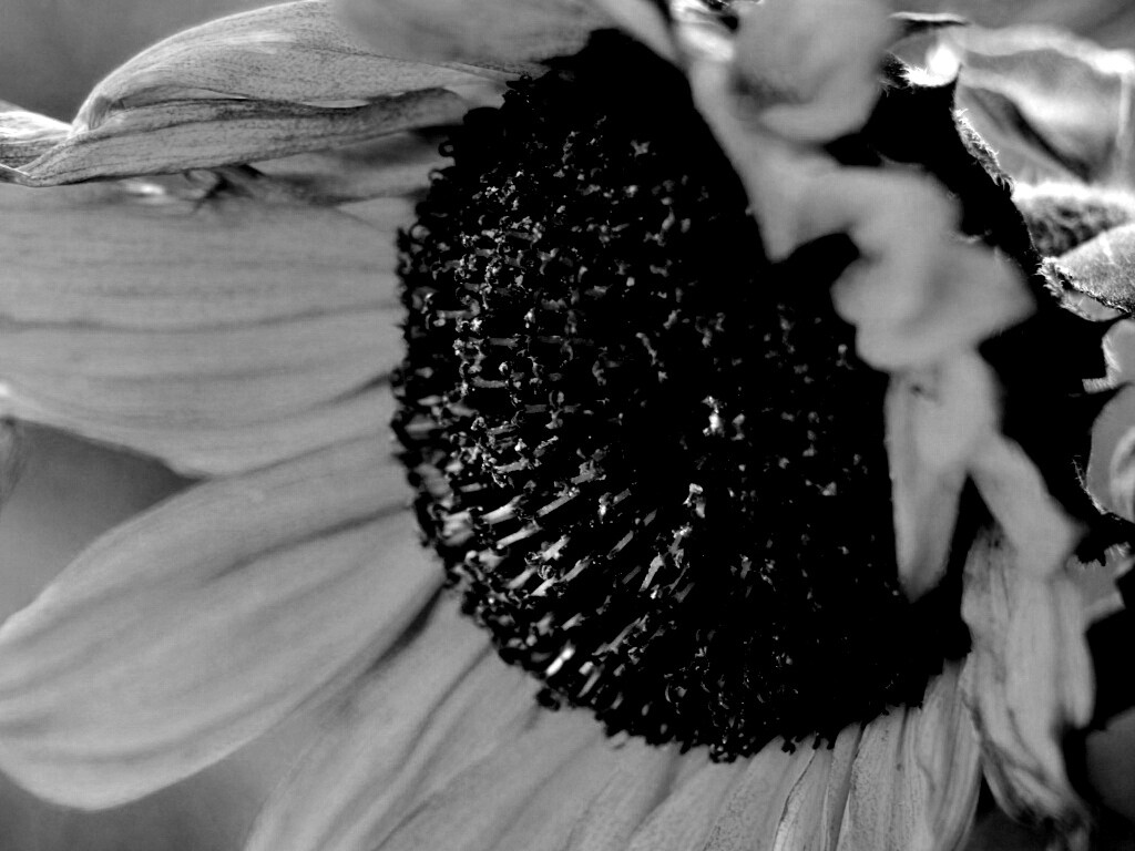 Подсолхну осенью обои