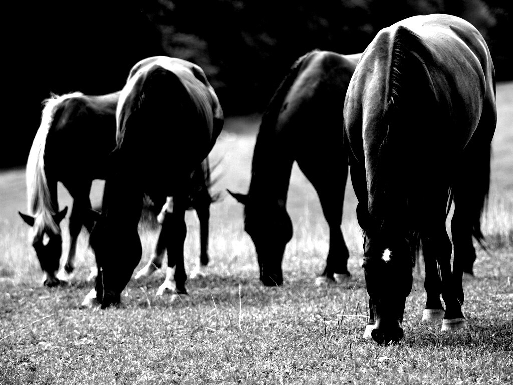 Время пощипать травку обои