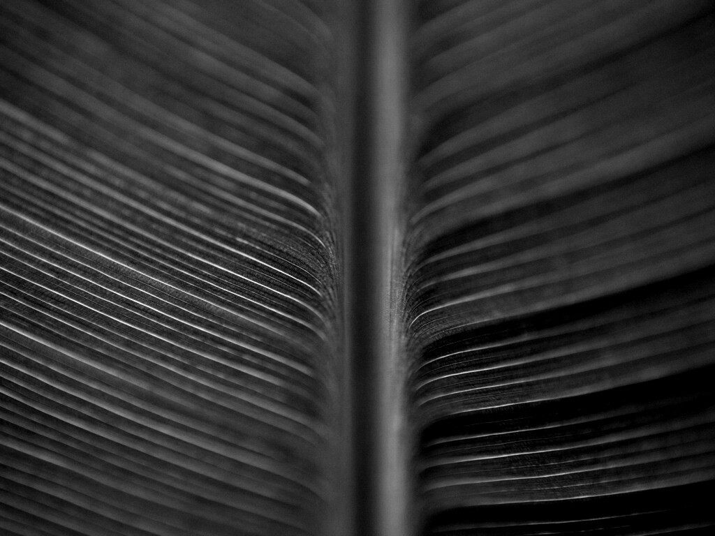 Макро фото листа обои