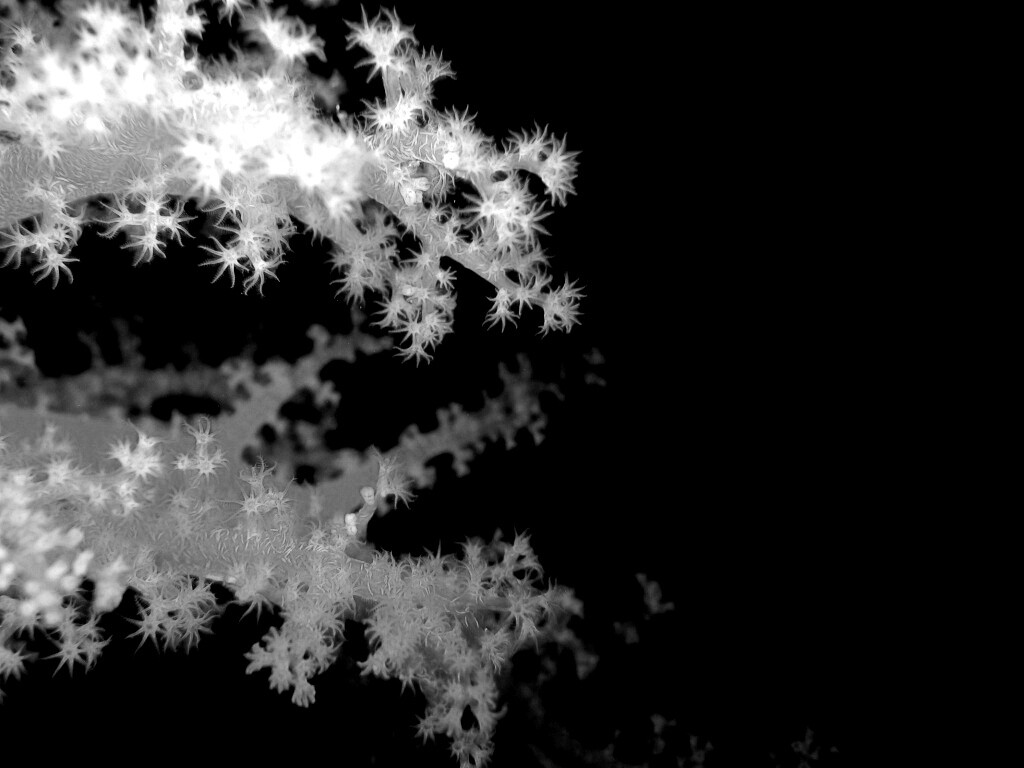 Кораллы обои