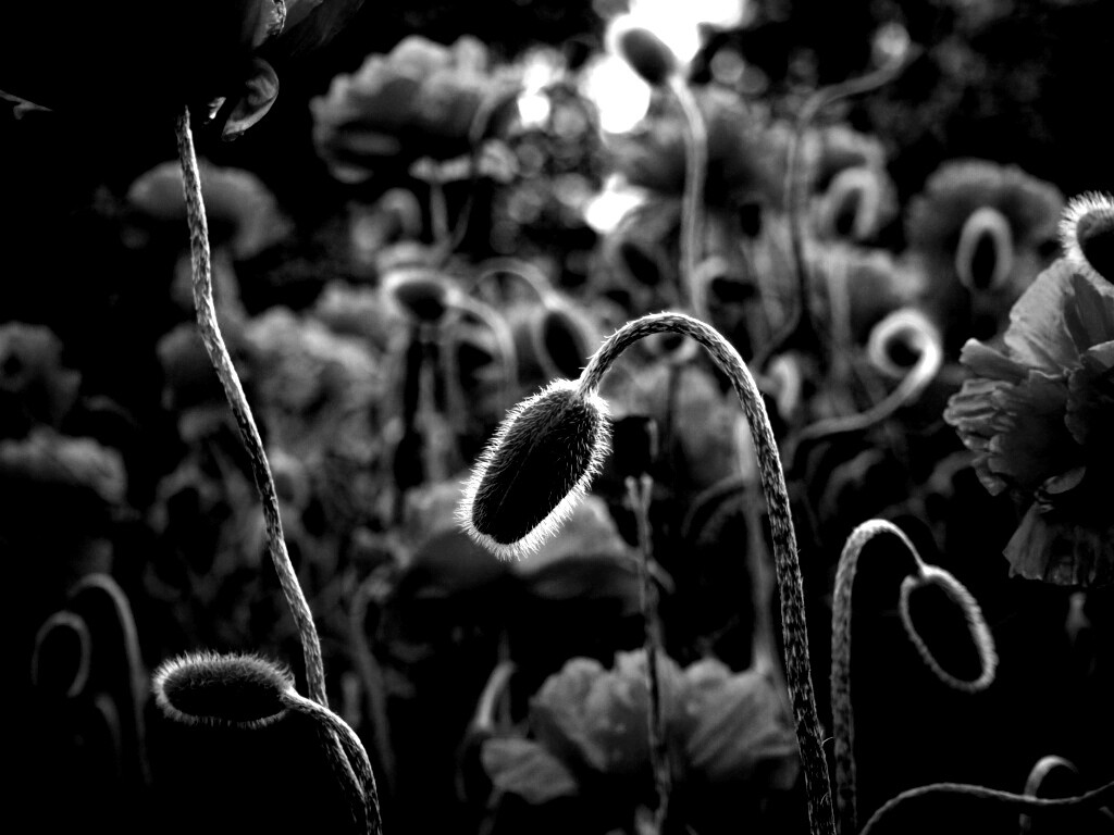 Бутон среди цветов обои