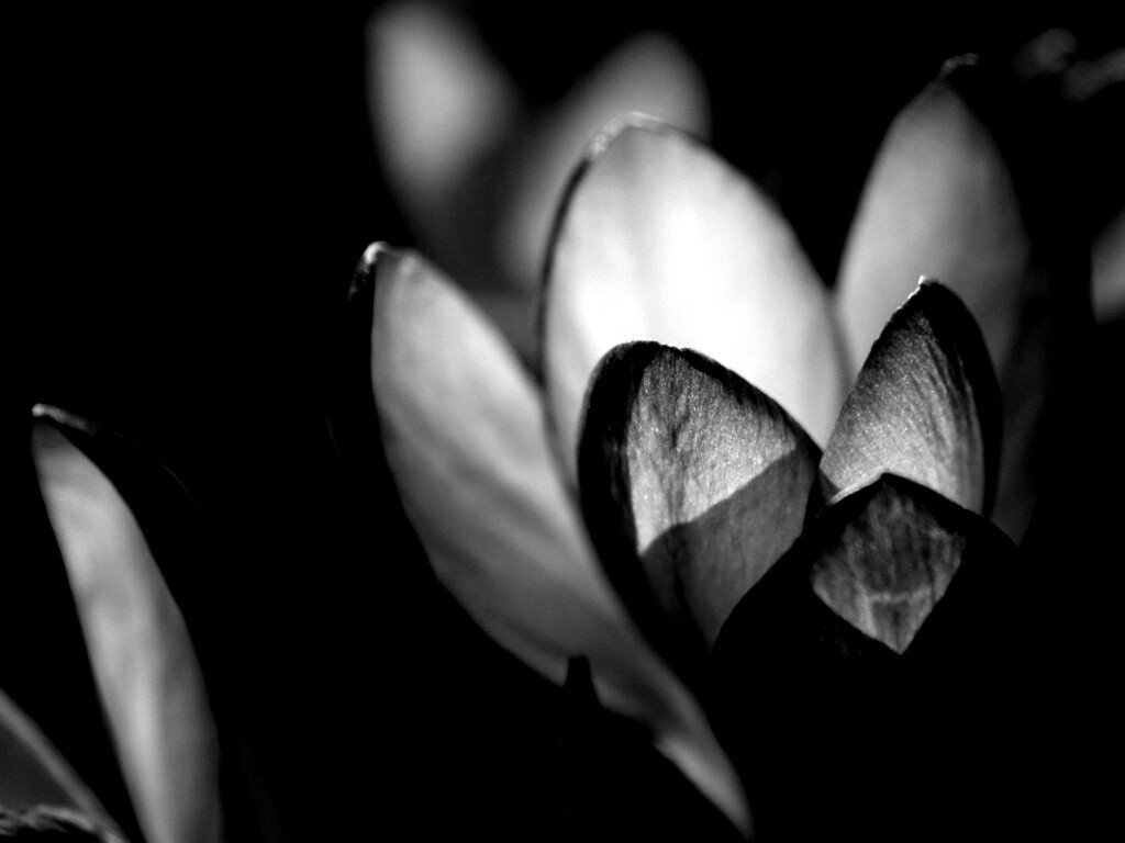 Фиолетовый крокус обои