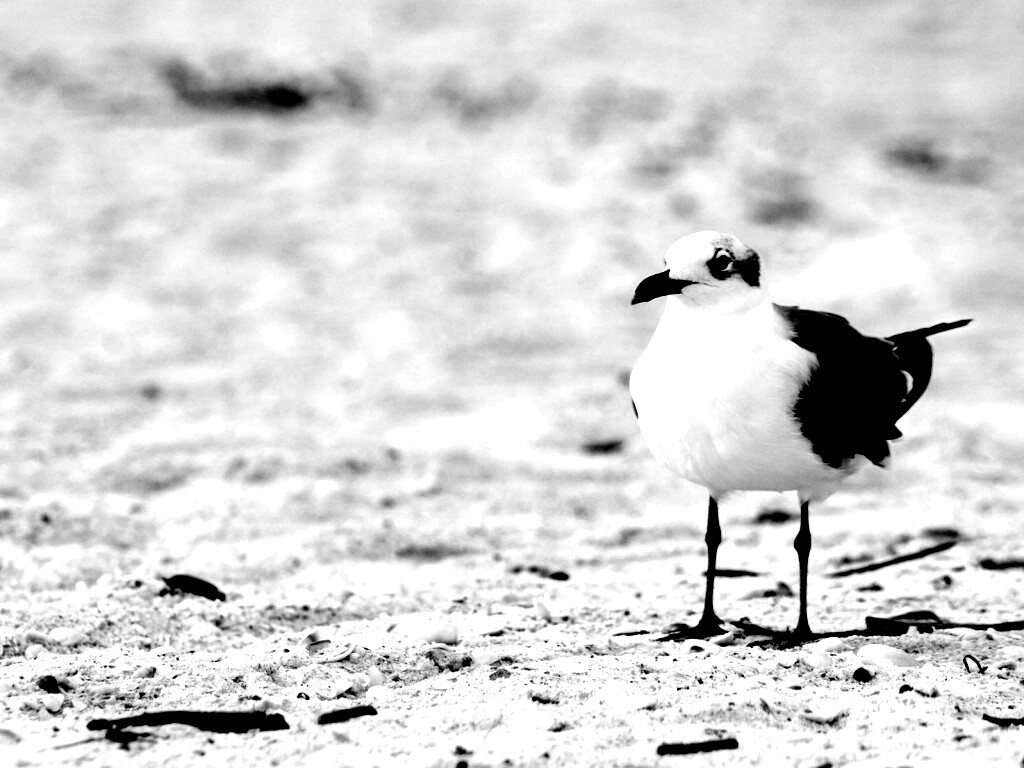 Важная чайка обои