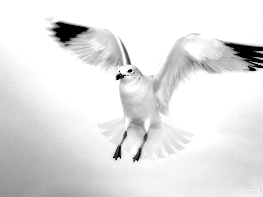 Гордая белая птица обои