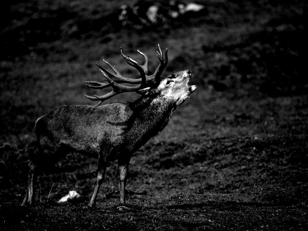 Лось зовёт сородичей обои