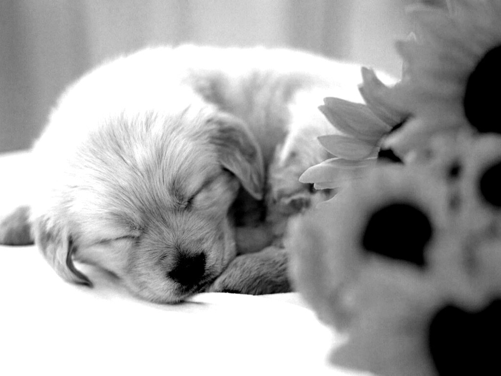Спящий щенок обои