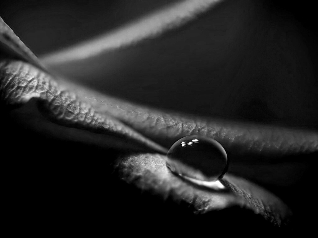 Капелька обои