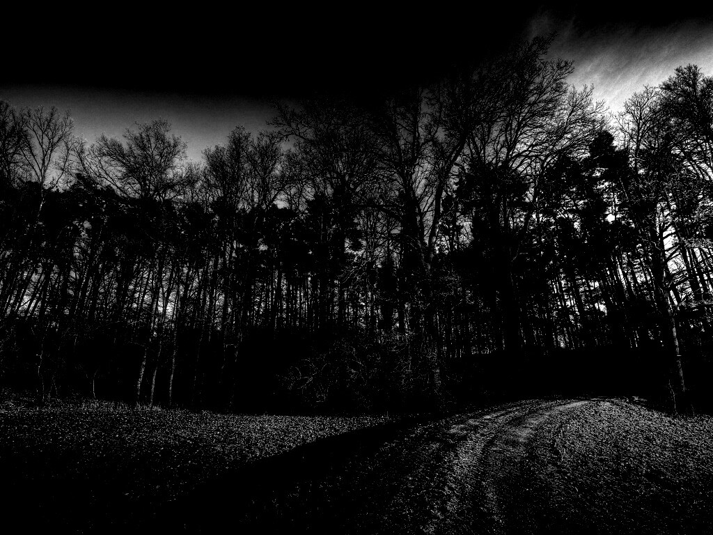 Дорога в лес обои