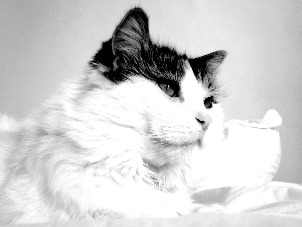 Белый кот с серой макушкой обои