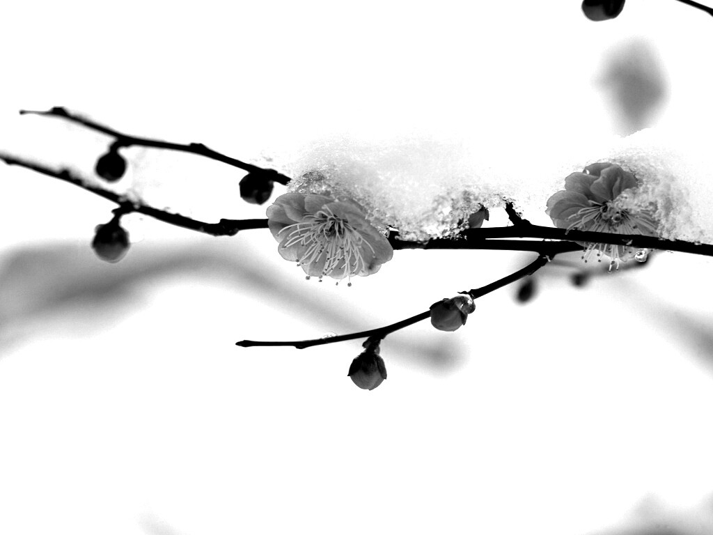 Цветы под снегом обои