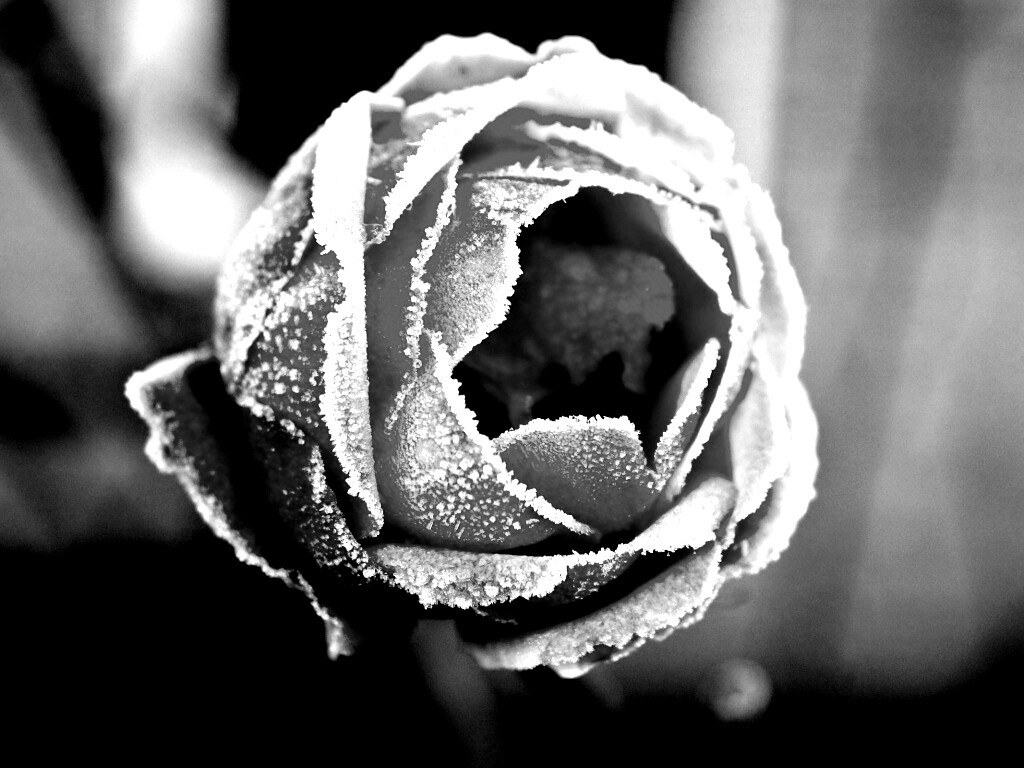 Роза в иние обои