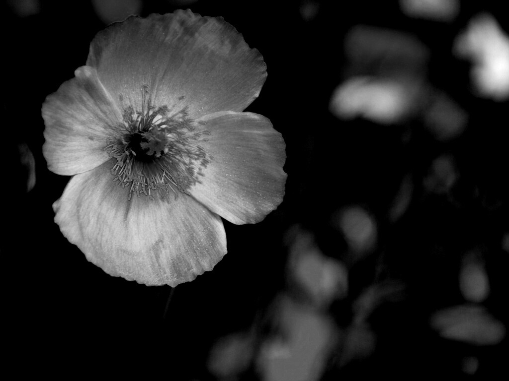 Красивый красный цветок обои