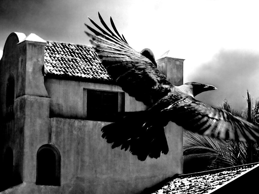 Полёт ворона обои