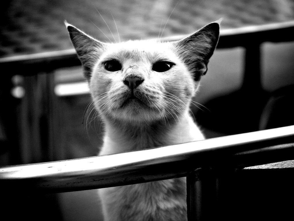 Настороженно принюхивающийся кот обои