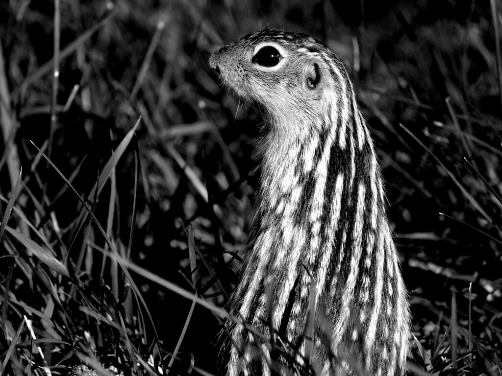 Сурок в стойке обои