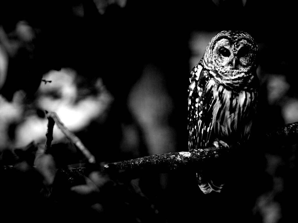 Сова на ветке обои