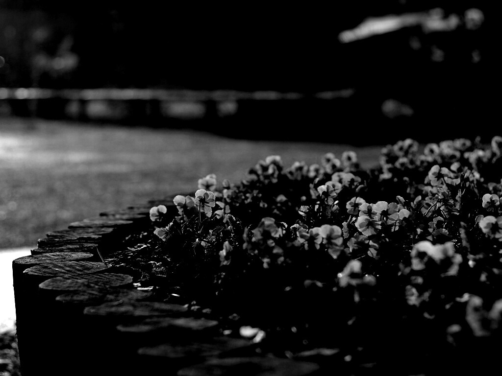 Красивая цветочная клумба обои