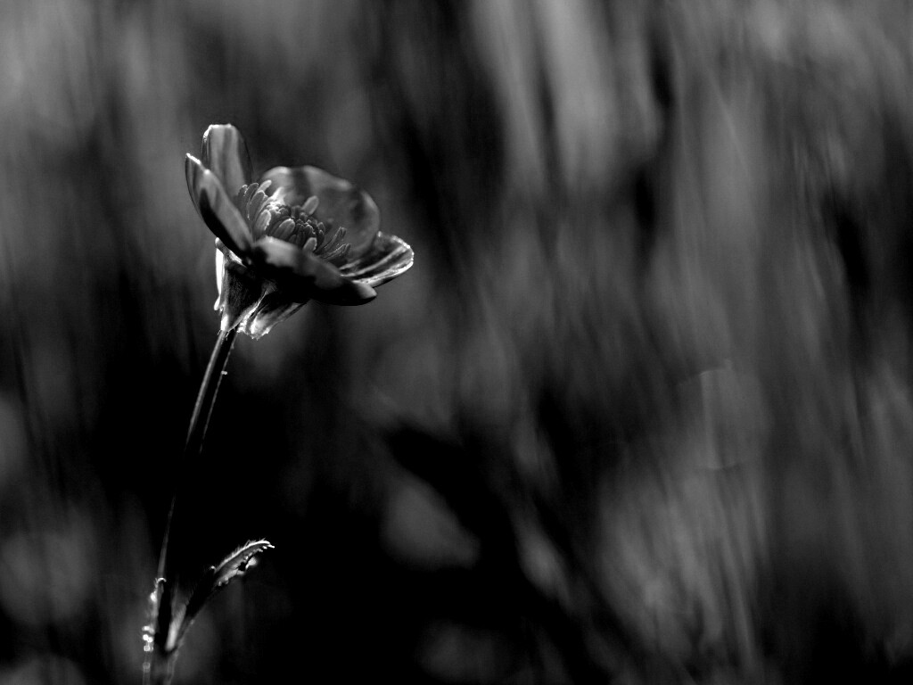 Маленький жёлтый цветочек обои