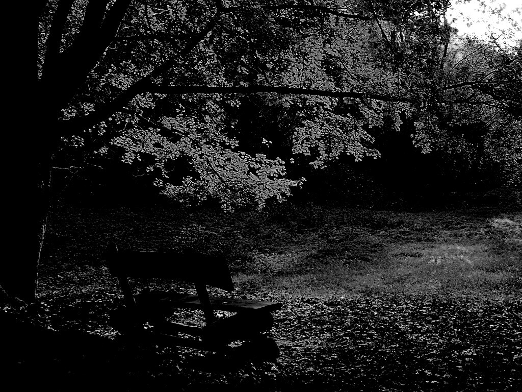 Скамейка под деревом обои