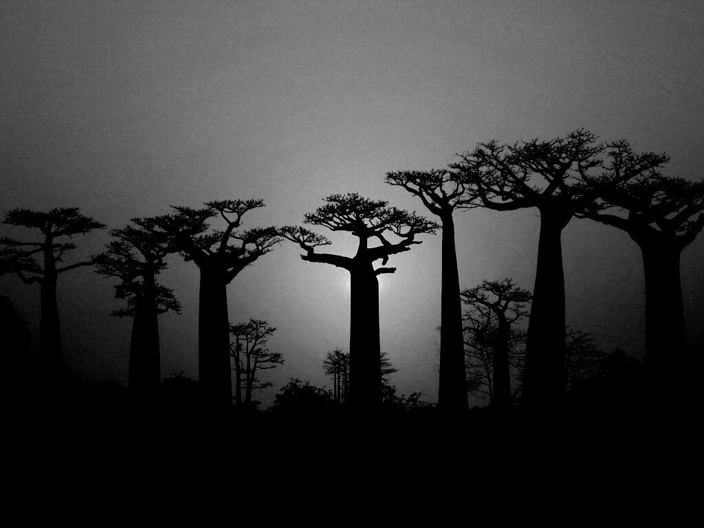 Баобабы на закате обои