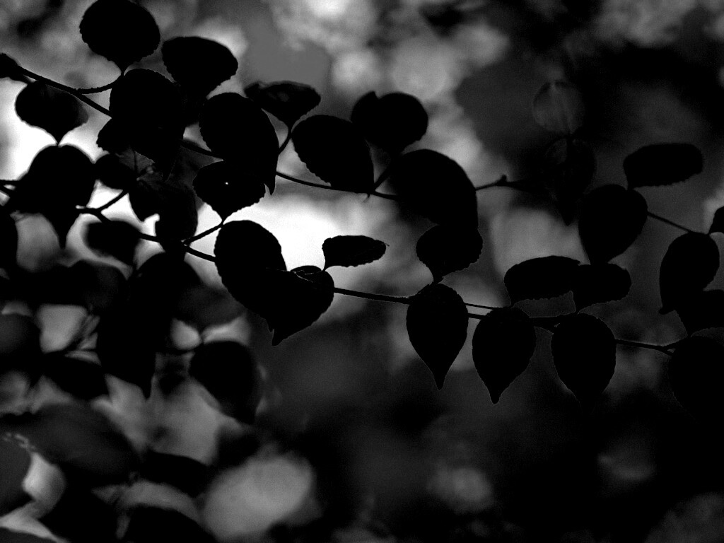 Ветка яркой зелени обои