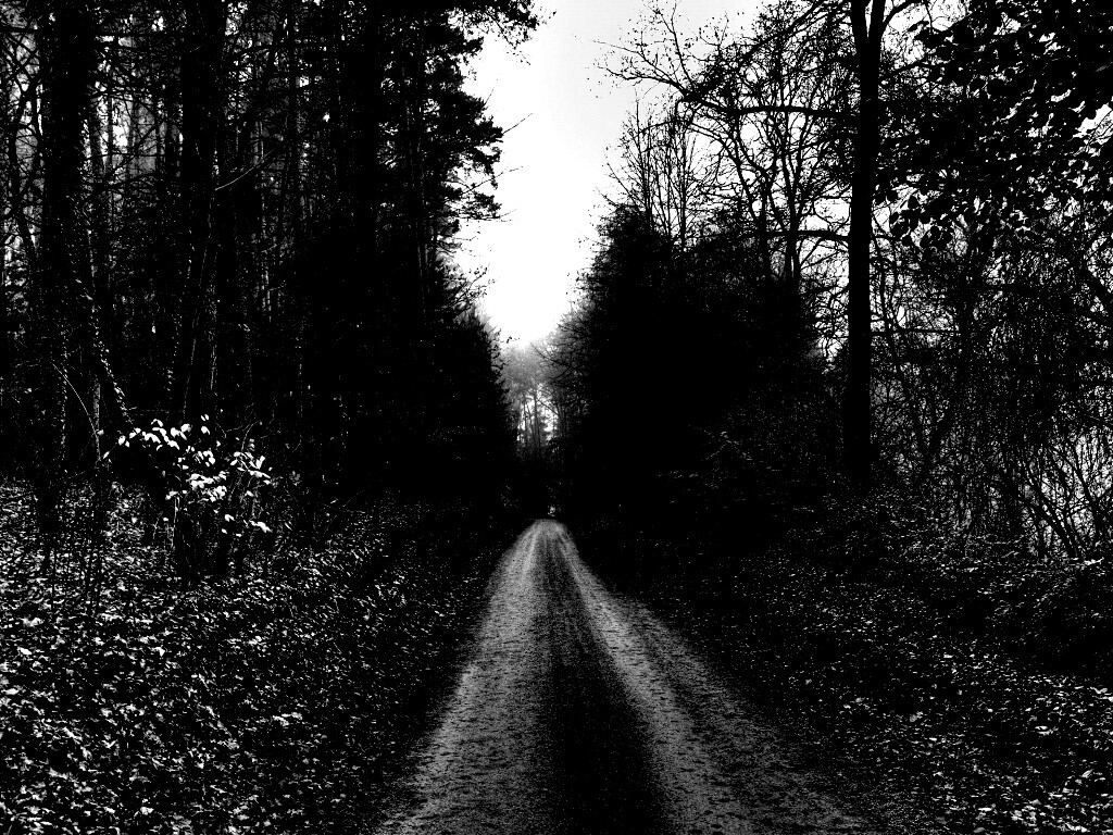 Лесная дорога обои