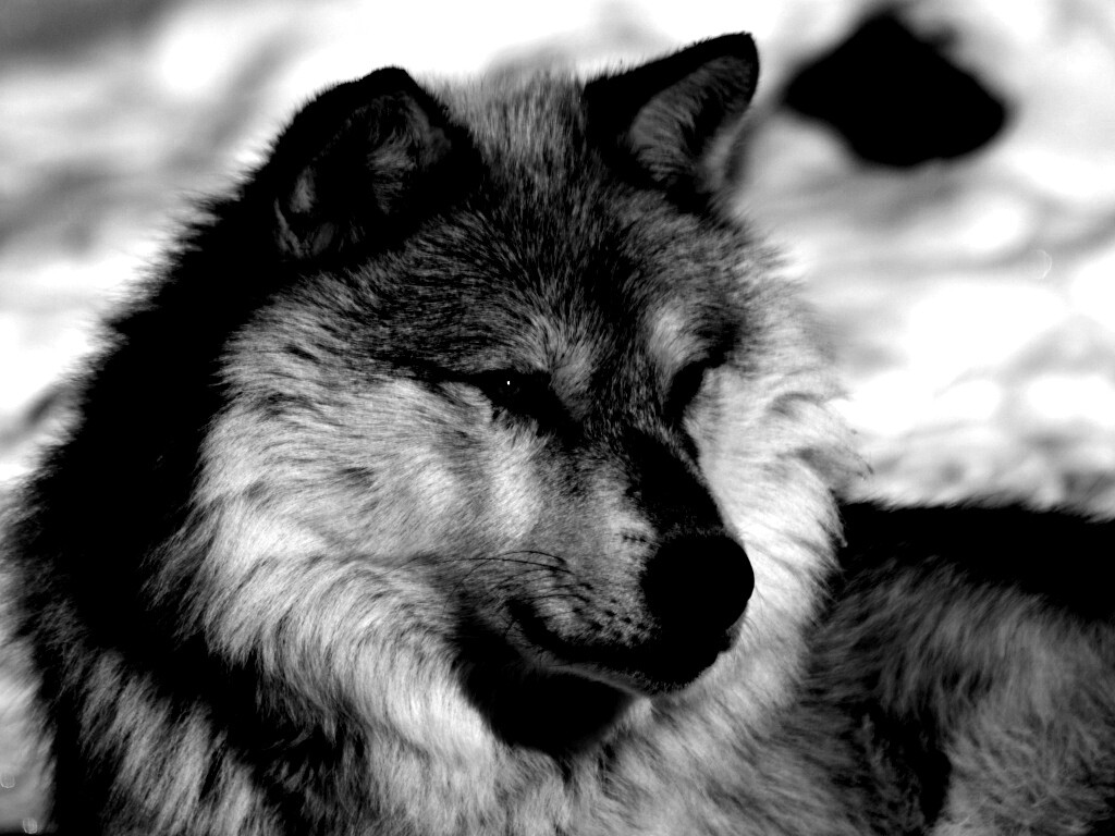 Лайка на снегу обои