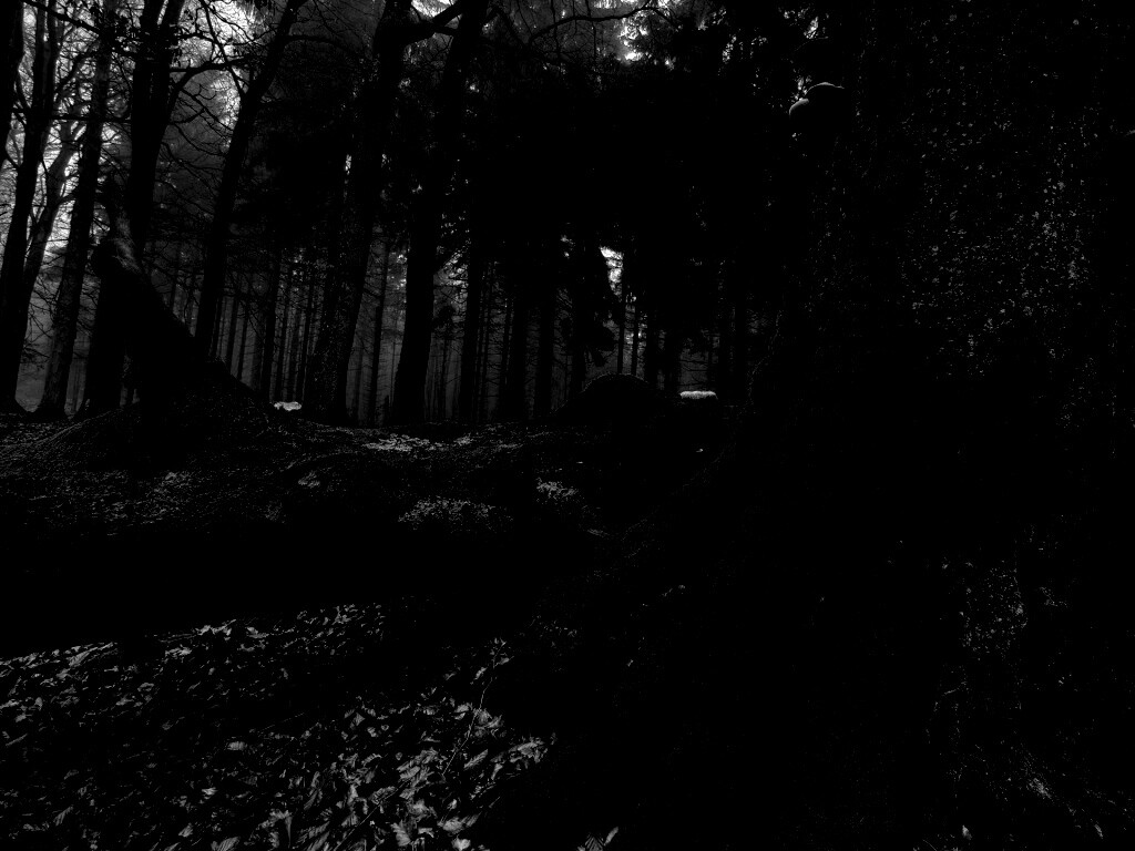 Дерево, поросшее мхом обои