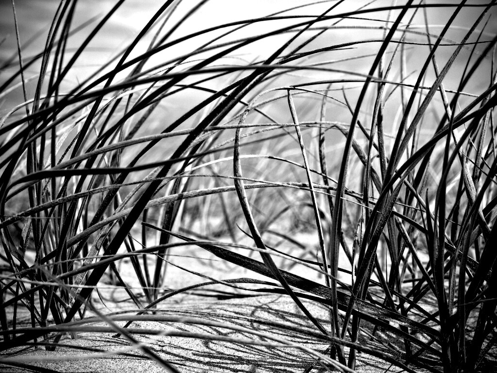 Трава на песке обои