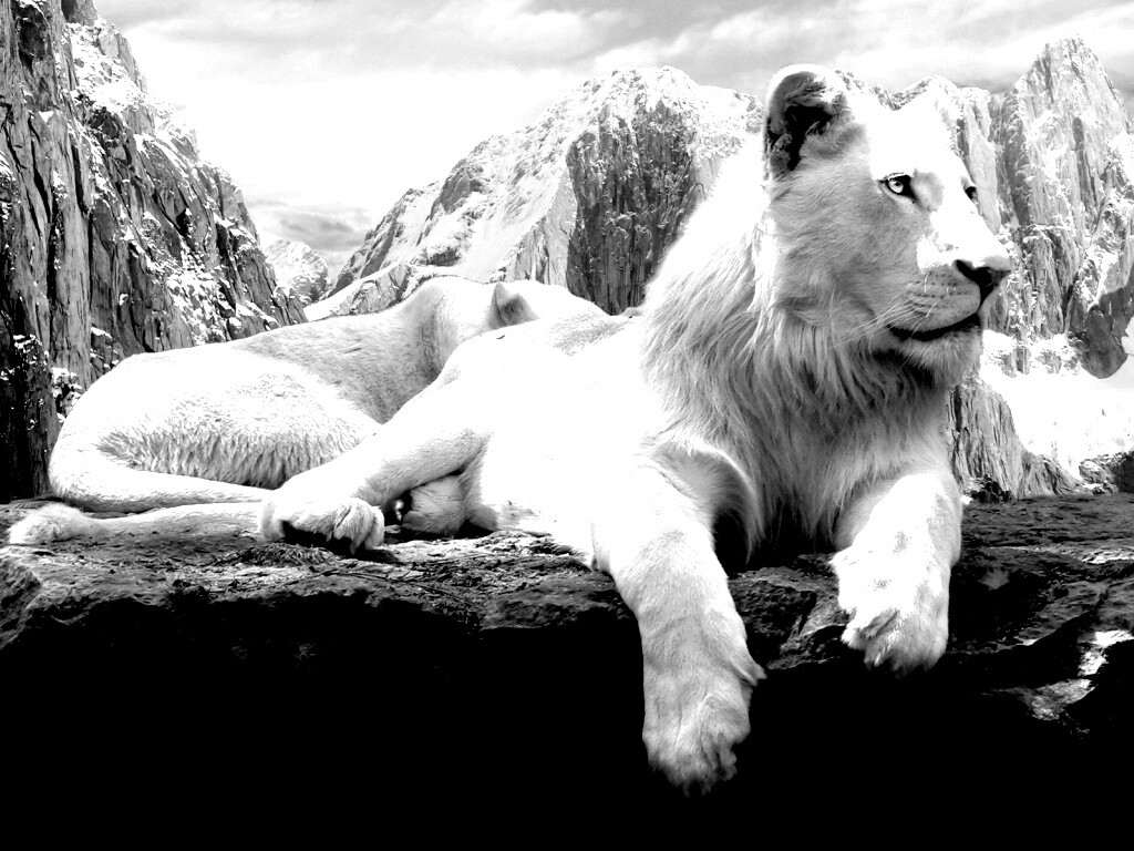 Белый лев обои