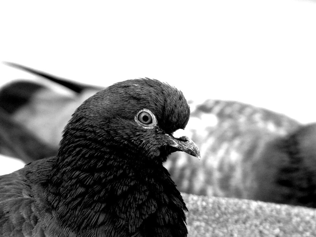 Смотрит в самую душу обои