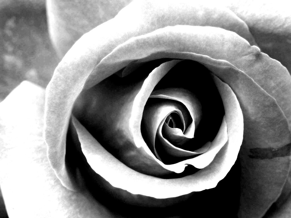 Красивая розовая роза обои