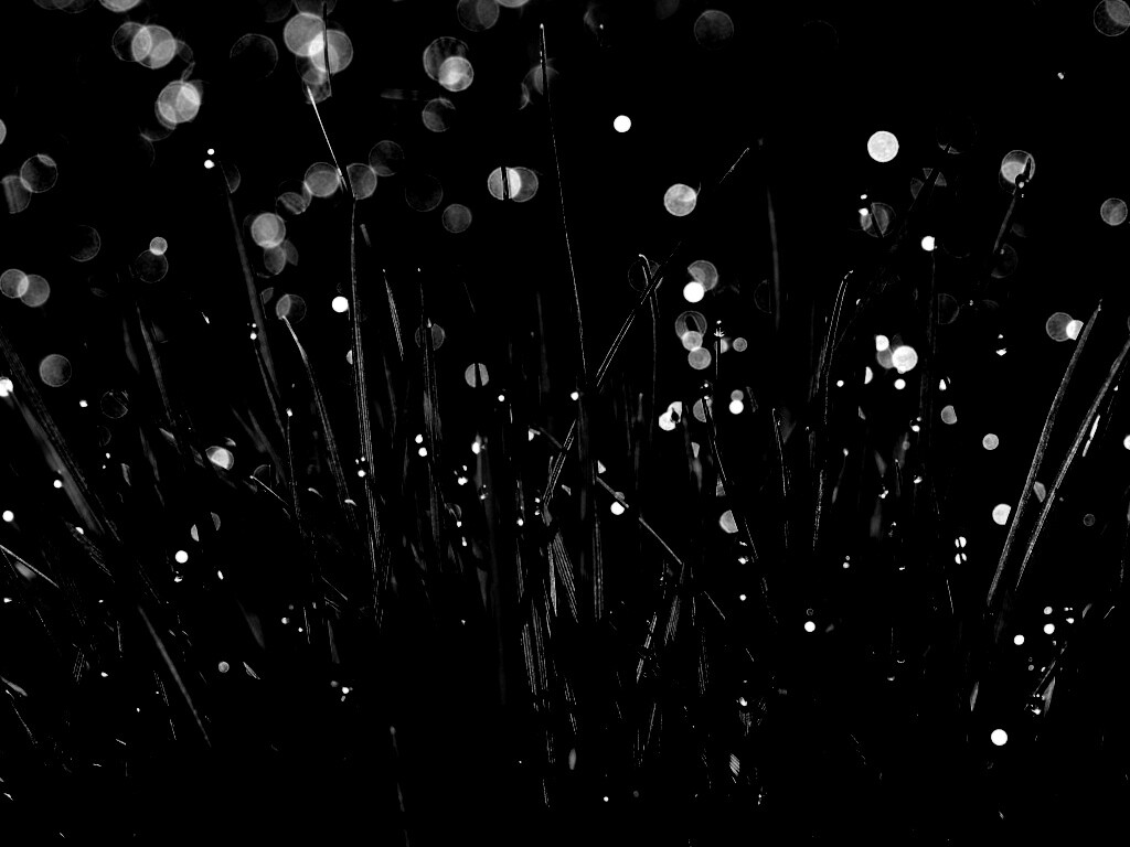 Трава ночью обои