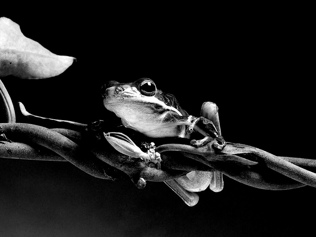 Лупоглазая лягушка на лиане обои