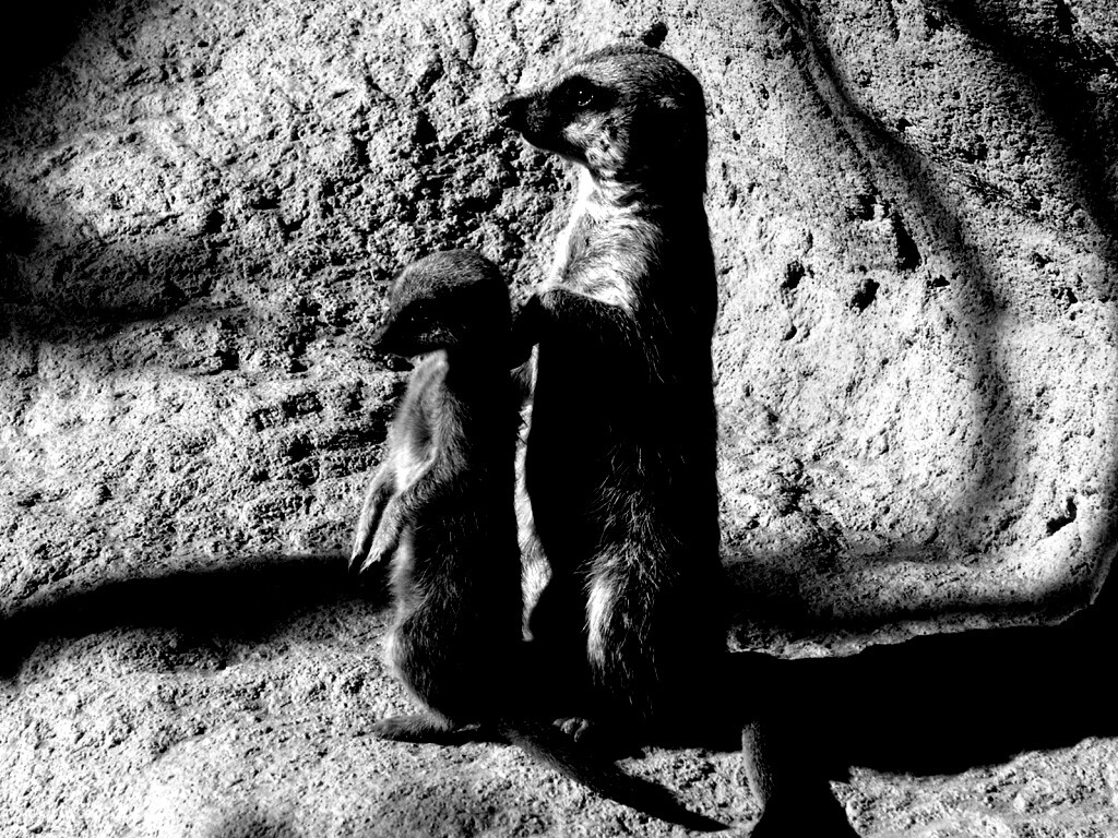 Сурикаты на страже отчизны обои