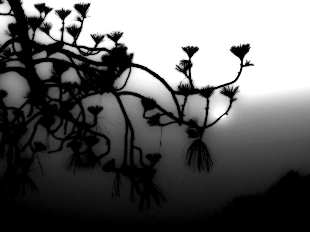 Ленкоранская акация на фоне синего заката обои