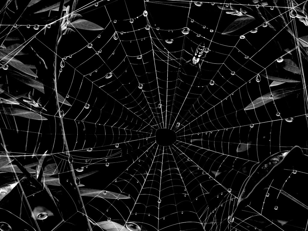 Паутина и паук обои