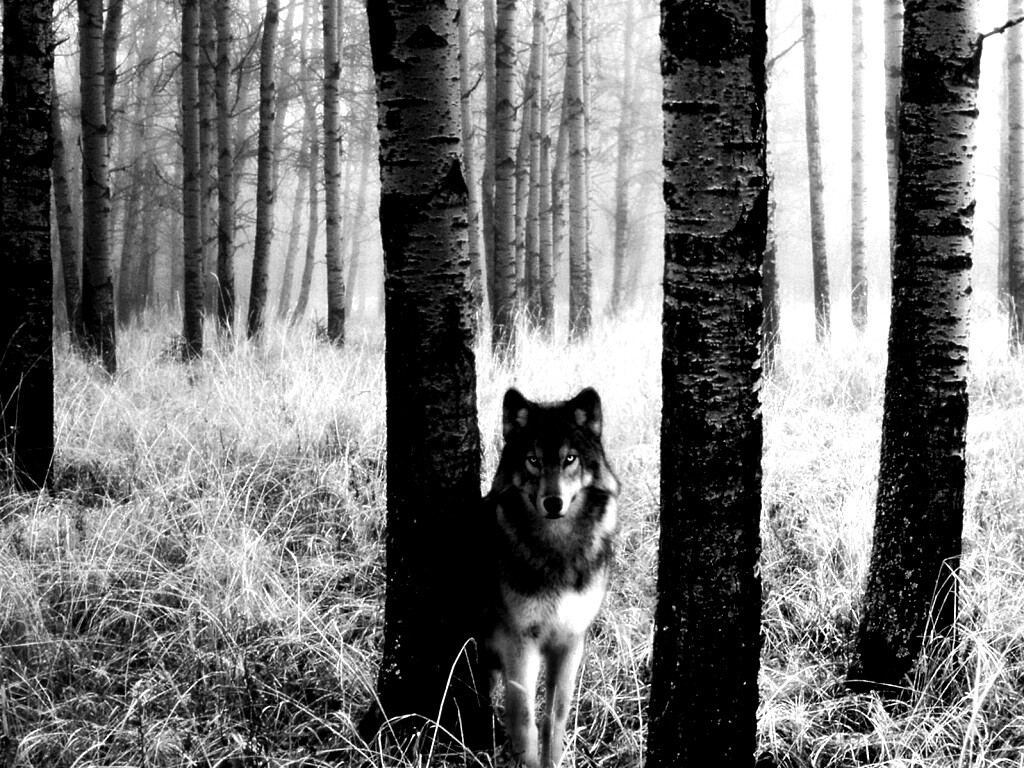 Волк в лесу обои