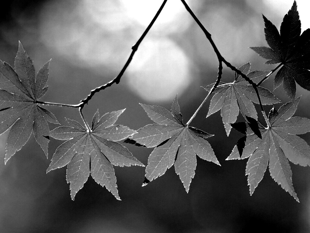 Зелёные листья обои