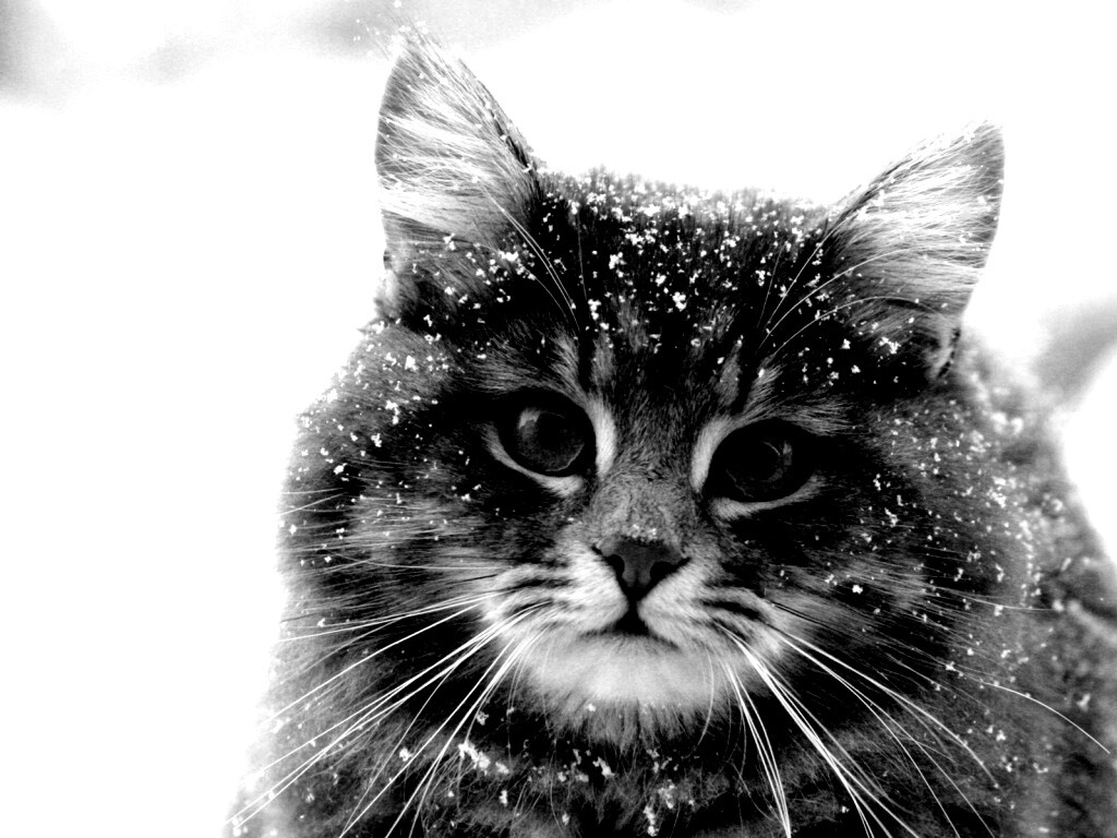 Кот в снегу обои
