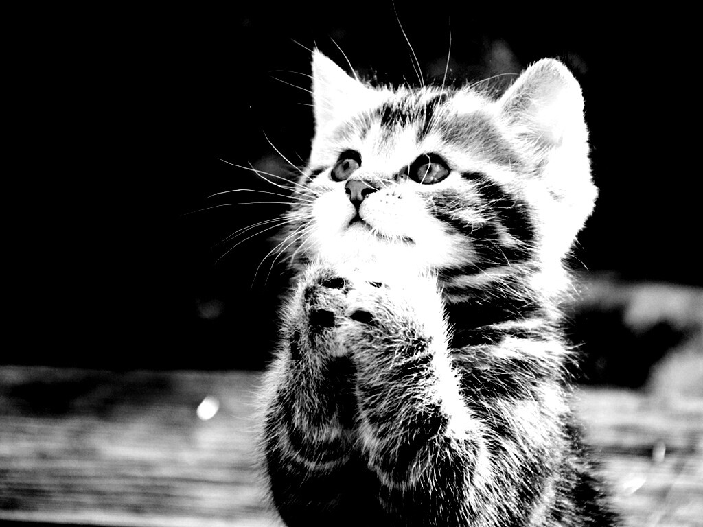 Непередаваемо прелестный котенок сложил лапки обои