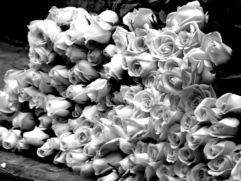 Букеты светлых роз обои