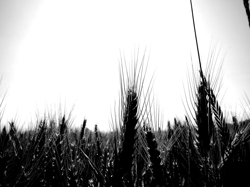 Колосья в поле обои