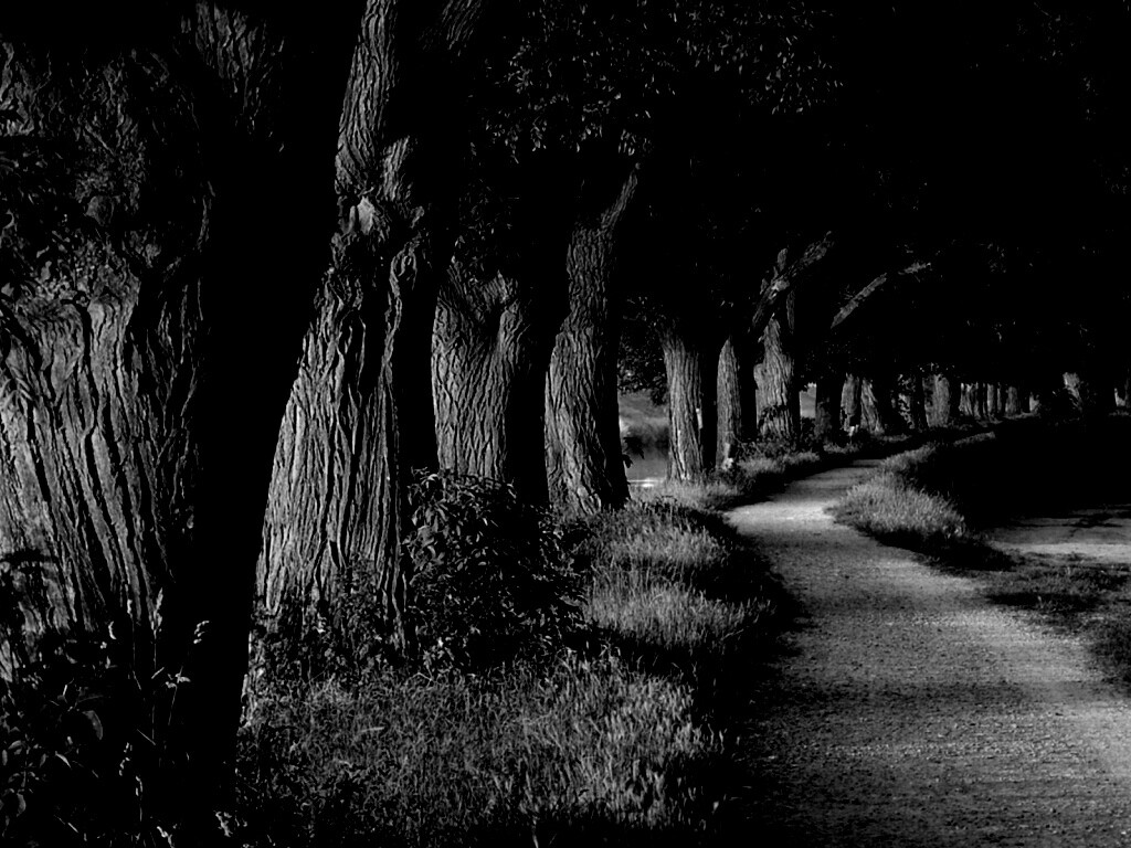 Аллея старых раскидистых деревьев обои