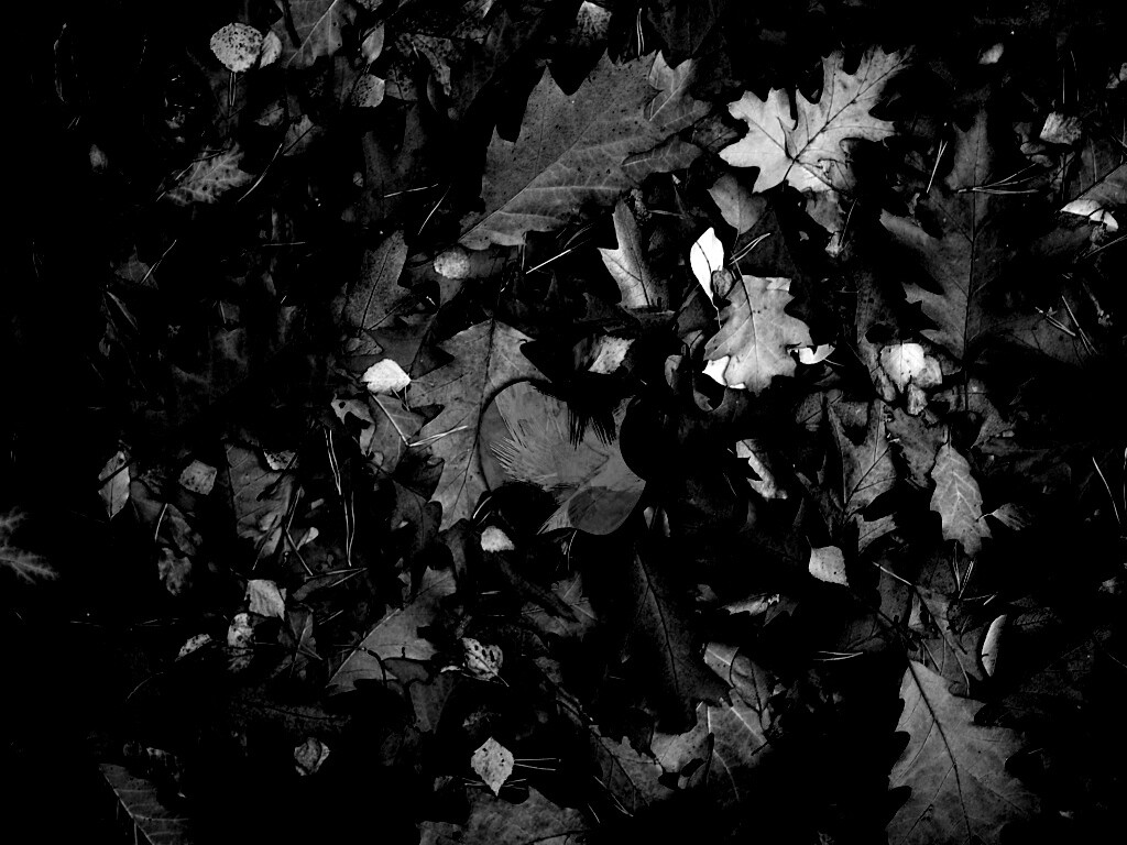 Яблоко в листьях обои