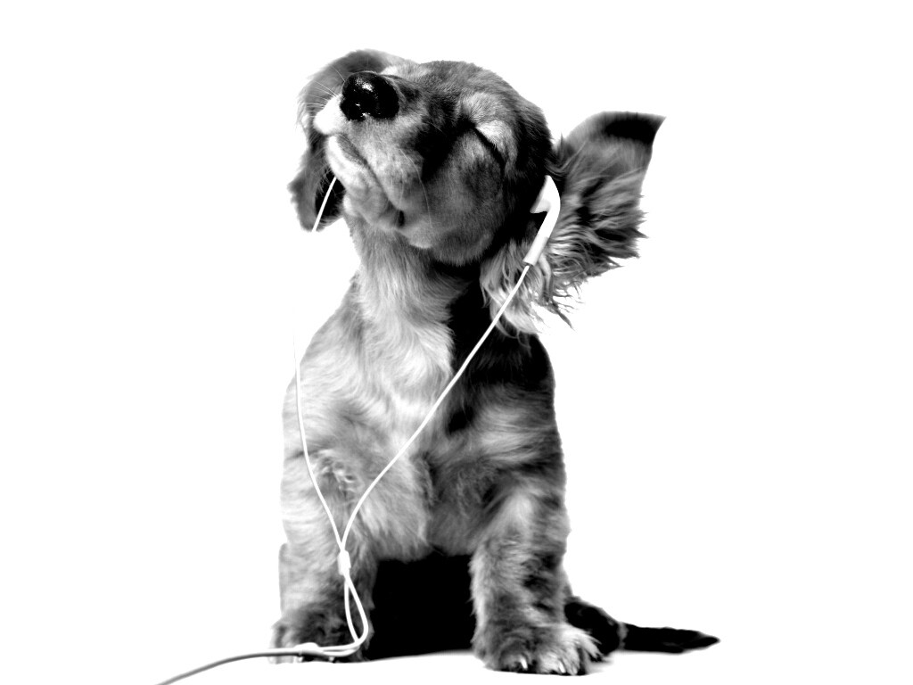 Щенок в наушниках обои