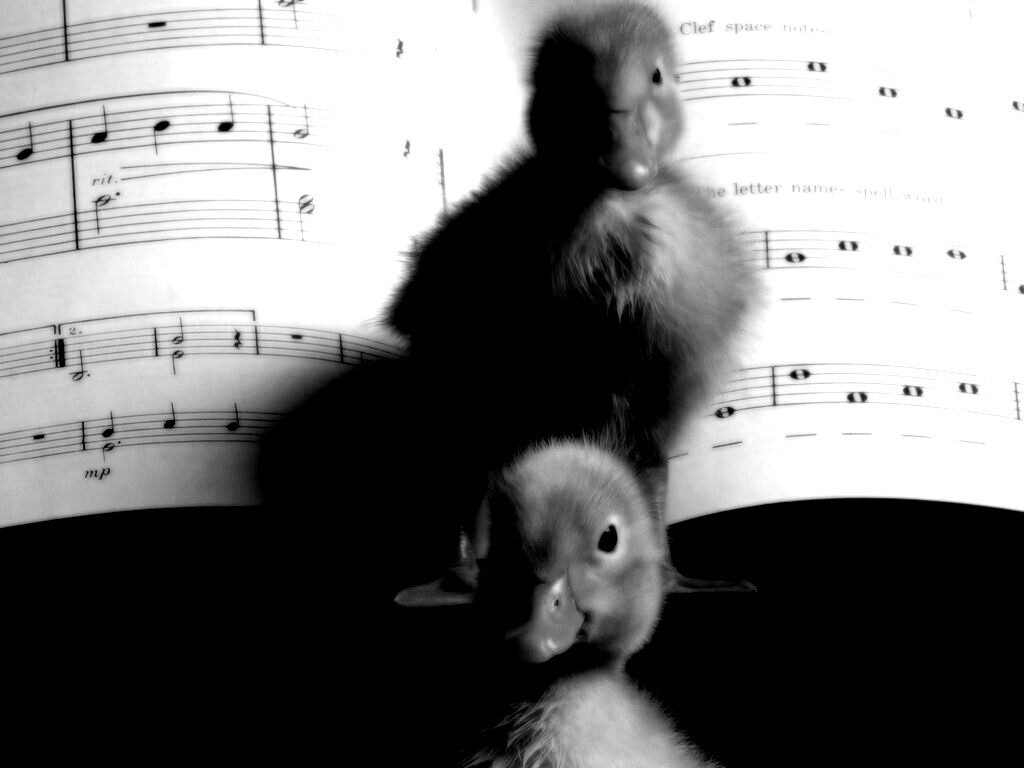 Музыкальные утята обои