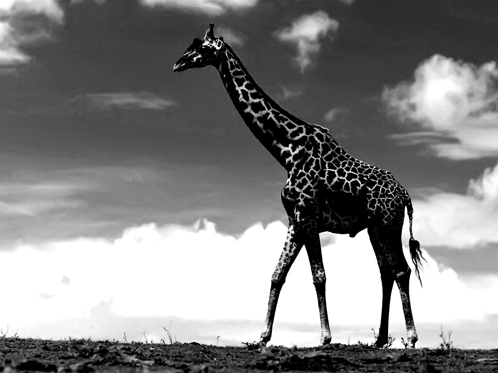 Жираф на прогулке обои