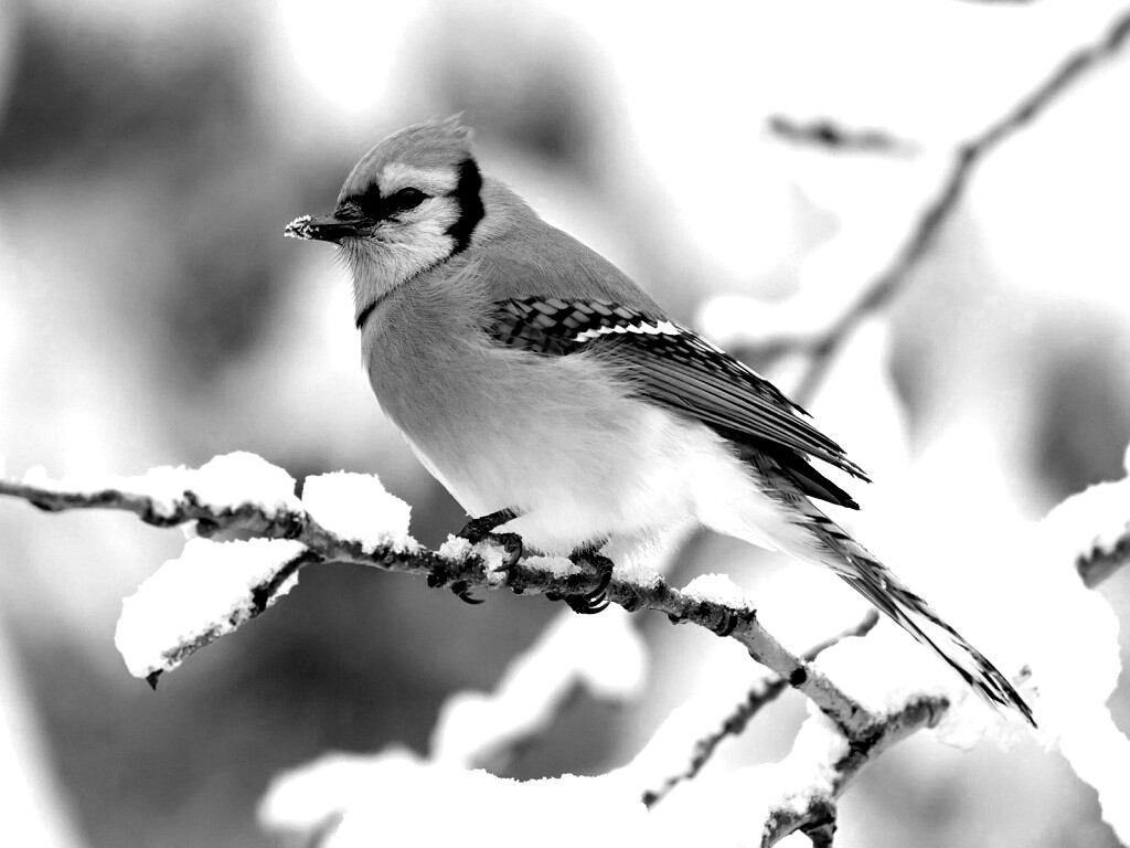 Маленькая синяя птичка обои